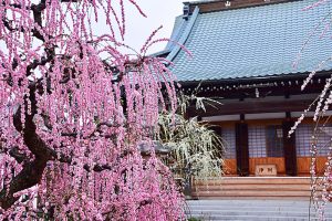 光受寺、飛龍梅、2月春の花、岐阜県大垣市の観光・撮影スポットの画像と写真
