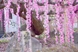 光受寺、飛龍梅、2月春の花、岐阜県大垣市の観光・撮影スポットの画像と写真