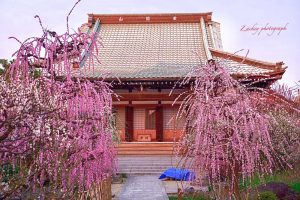 光受寺、飛龍梅、2月春の花、岐阜県大垣市の観光・撮影スポットの画像と写真