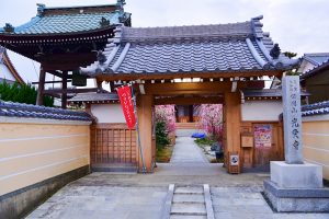 光受寺、飛龍梅、2月春の花、岐阜県大垣市の観光・撮影スポットの画像と写真