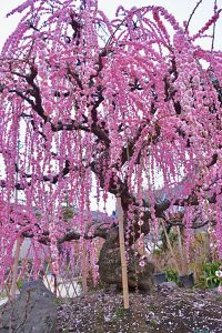 光受寺、飛龍梅、2月春の花、岐阜県大垣市の観光・撮影スポットの画像と写真