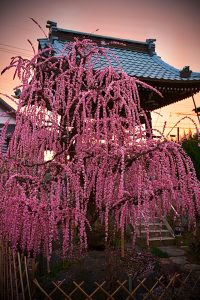 光受寺、飛龍梅、2月春の花、岐阜県大垣市の観光・撮影スポットの画像と写真