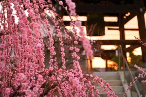 光受寺、飛龍梅、2月春の花、岐阜県大垣市の観光・撮影スポットの画像と写真