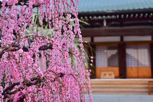 光受寺、飛龍梅、2月春の花、岐阜県大垣市の観光・撮影スポットの画像と写真