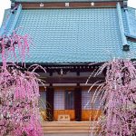 光受寺、飛龍梅、2月春の花、岐阜県大垣市の観光・撮影スポットの画像と写真