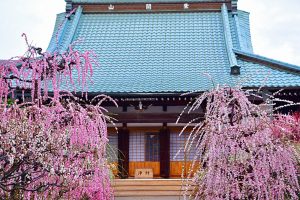 光受寺、飛龍梅、2月春の花、岐阜県大垣市の観光・撮影スポットの画像と写真