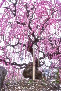 光受寺、飛龍梅、2月春の花、岐阜県大垣市の観光・撮影スポットの画像と写真