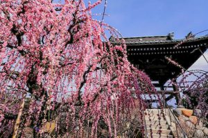 光受寺、飛龍梅、2月春の花、岐阜県大垣市の観光・撮影スポットの画像と写真