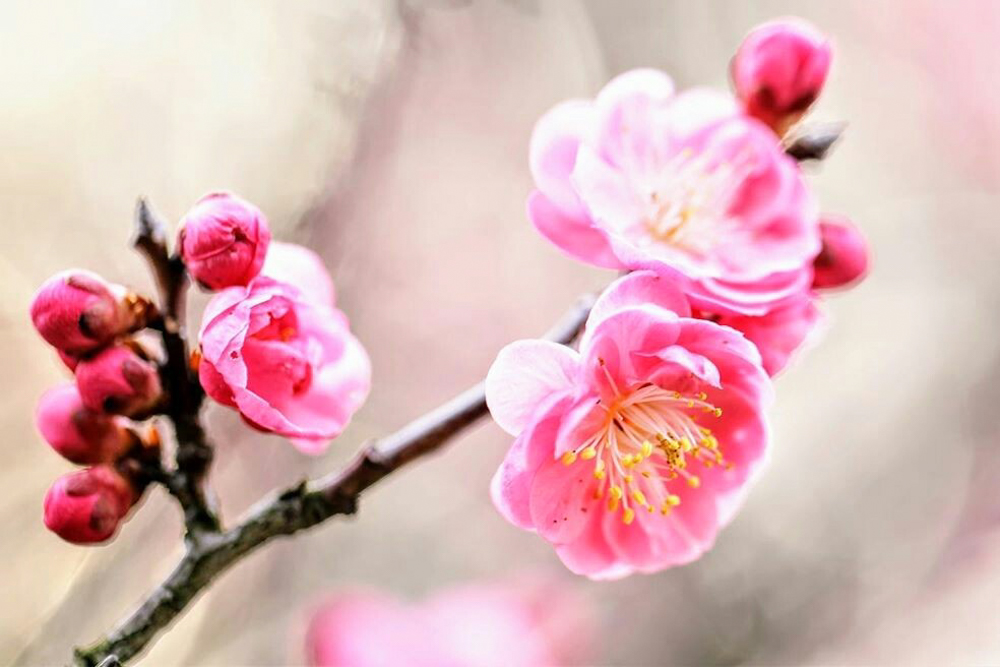 光受寺、飛龍梅、2月春の花、岐阜県大垣市の観光・撮影スポットの画像と写真