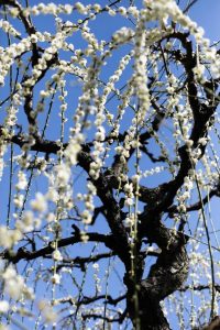 光受寺、飛龍梅、2月春の花、岐阜県大垣市の観光・撮影スポットの画像と写真