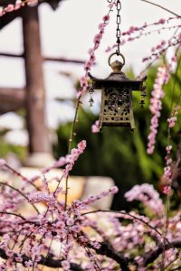 光受寺、飛龍梅、2月春の花、岐阜県大垣市の観光・撮影スポットの画像と写真