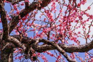 光受寺、飛龍梅、2月春の花、岐阜県大垣市の観光・撮影スポットの画像と写真