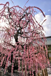 光受寺、飛龍梅、2月春の花、岐阜県大垣市の観光・撮影スポットの画像と写真