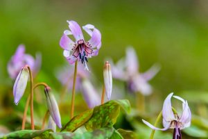香嵐渓カタクリ群生地、飯盛山、月春の花、愛知県豊田市の観光・撮影スポットの画像と写真