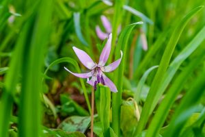 香嵐渓カタクリ群生地、飯盛山、3月春の花、愛知県豊田市の観光・撮影スポットの画像と写真