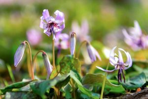 香嵐渓カタクリ群生地、飯盛山、3月春の花、愛知県豊田市の観光・撮影スポットの画像と写真