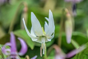 香嵐渓カタクリ群生地、飯盛山、3月春の花、愛知県豊田市の観光・撮影スポットの画像と写真