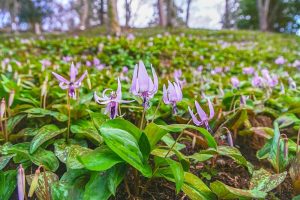 香嵐渓カタクリ群生地、飯盛山、3月春の花、愛知県豊田市の観光・撮影スポットの画像と写真