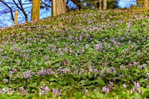 香嵐渓カタクリ群生地、飯盛山、3月春の花、愛知県豊田市の観光・撮影スポットの画像と写真