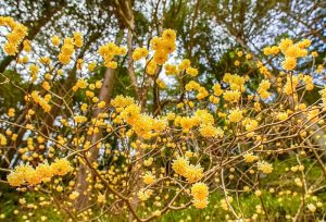 ミツマタ、飯盛山、3月春の花、愛知県豊田市の観光・撮影スポットの画像と写真