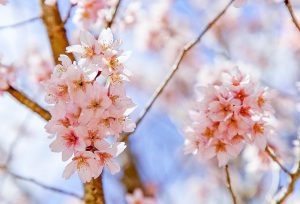 桜、飯盛山、3月春の花、愛知県豊田市の観光・撮影スポットの画像と写真