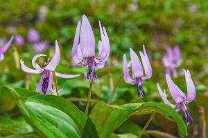 香嵐渓カタクリ群生地、飯盛山, 3月春の花、愛知県豊田市の観光・撮影スポットの画像と写真
