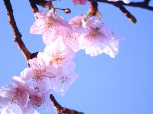 万葉公園、河津桜、3月の春の花、愛知県一宮市の観光・撮影スポットの画像と写真