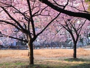 万葉公園、河津桜、3月の春の花、愛知県一宮市の観光・撮影スポットの画像と写真