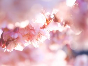 万葉公園、河津桜、3月の春の花、愛知県一宮市の観光・撮影スポットの画像と写真