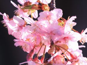 万葉公園、河津桜、3月の春の花、愛知県一宮市の観光・撮影スポットの画像と写真