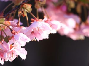 万葉公園、河津桜、3月の春の花、愛知県一宮市の観光・撮影スポットの画像と写真