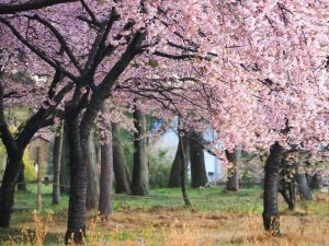 万葉公園、河津桜、3月の春の花、愛知県一宮市の観光・撮影スポットの画像と写真