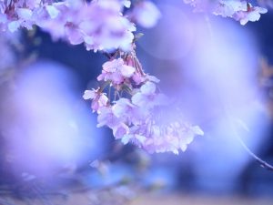 万葉公園、河津桜、3月の春の花、愛知県一宮市の観光・撮影スポットの画像と写真