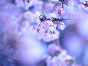 万葉公園、河津桜、3月の春の花、愛知県一宮市の観光・撮影スポットの画像と写真