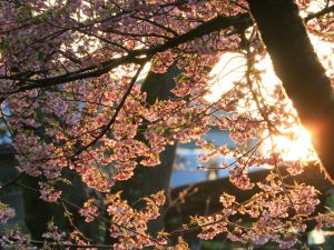 万葉公園、河津桜、3月の春の花、愛知県一宮市の観光・撮影スポットの画像と写真