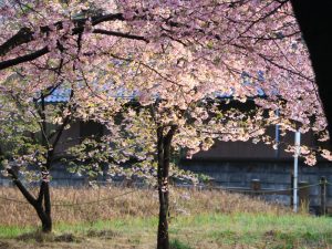 万葉公園、河津桜、3月の春の花、愛知県一宮市の観光・撮影スポットの画像と写真