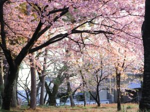 万葉公園、河津桜、3月の春の花、愛知県一宮市の観光・撮影スポットの画像と写真