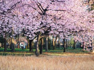 万葉公園、河津桜、3月の春の花、愛知県一宮市の観光・撮影スポットの画像と写真