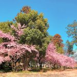 万葉公園、河津桜、3月の春の花、愛知県一宮市の観光・撮影スポットの画像と写真