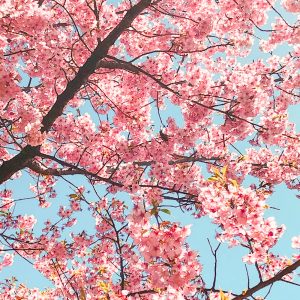 万葉公園、河津桜、3月の春の花、愛知県一宮市の観光・撮影スポットの画像と写真