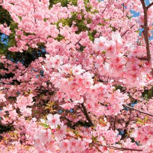 万葉公園、河津桜、3月の春の花、愛知県一宮市の観光・撮影スポットの画像と写真
