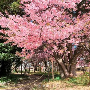 万葉公園、河津桜、3月の春の花、愛知県一宮市の観光・撮影スポットの画像と写真