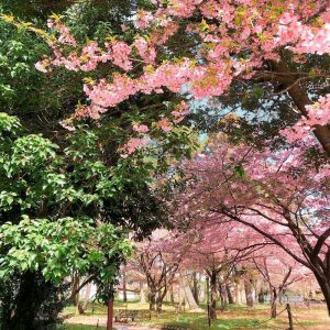 万葉公園、河津桜、3月の春の花、愛知県一宮市の観光・撮影スポットの画像と写真