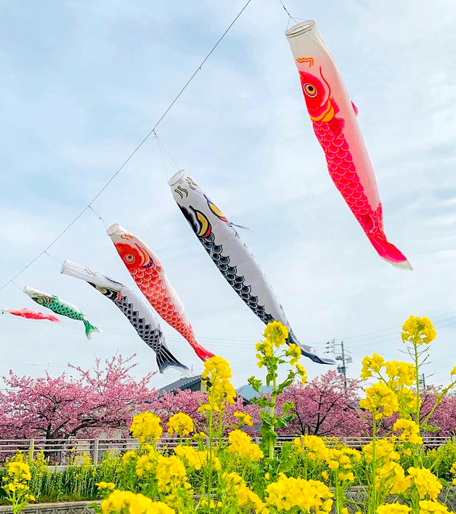 免々田川：菜の花・河津桜まつり、こいのぼり、2月春の花、愛知県田原市の観光・撮影スポットの画像と写真