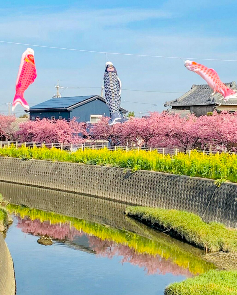 免々田川：菜の花・河津桜まつり、こいのぼり、2月春の花、愛知県田原市の観光・撮影スポットの画像と写真
