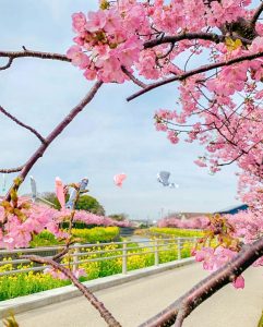 免々田川：菜の花・河津桜まつり、2月春の花、愛知県田原市の観光・撮影スポットの画像と写真