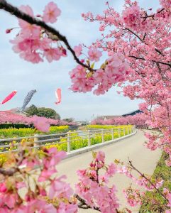 免々田川：菜の花・河津桜まつり、2月春の花、愛知県田原市の観光・撮影スポットの画像と写真