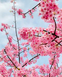 免々田川：菜の花・河津桜まつり、2月春の花、愛知県田原市の観光・撮影スポットの画像と写真