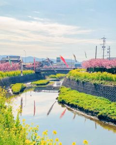 免々田川：菜の花・河津桜まつり、2月春の花、愛知県田原市の観光・撮影スポットの画像と写真