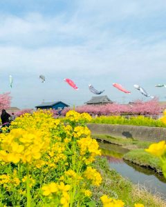 免々田川：菜の花・河津桜まつり、2月春の花、愛知県田原市の観光・撮影スポットの画像と写真